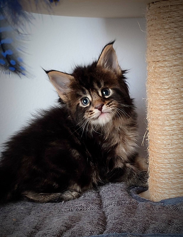 Kelim Monterini - Kitten maine-coon 1 month 0.5 weeks