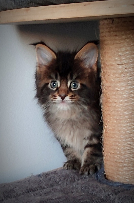 Kelim Monterini - Kitten maine-coon 1 month 1 week