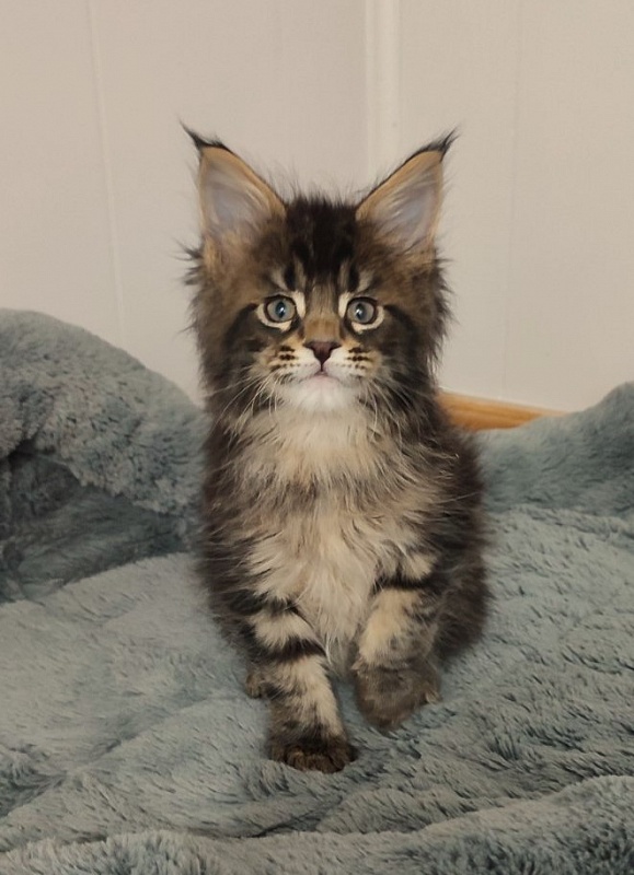 Kelim Monterini - Kitten maine-coon 1 month 2.5 weeks