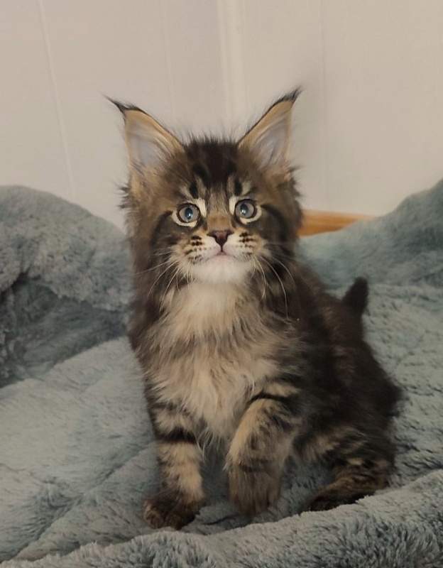 Kelim Monterini - Kitten maine-coon 1 month 2.5 weeks