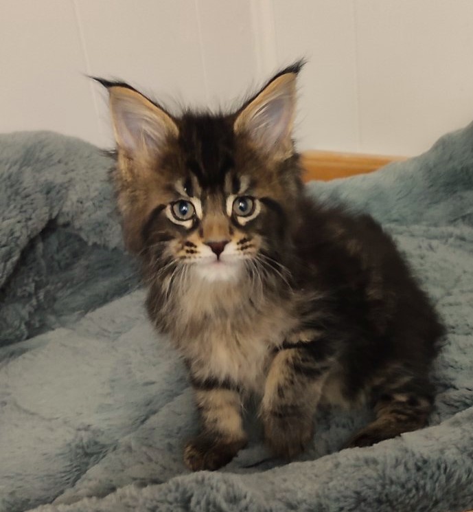 Kelim Monterini - Kitten maine-coon 1 month 2.5 weeks