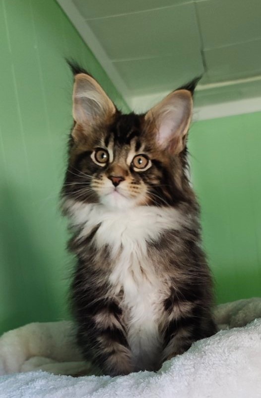 Keep me softy Monterini - Kitten maine-coon 2 months 1.5 week