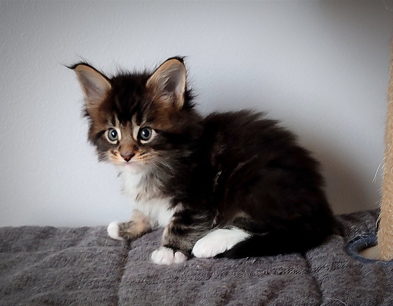 Keep me softy Monterini - Kitten maine-coon 1 month 0.5 weeks