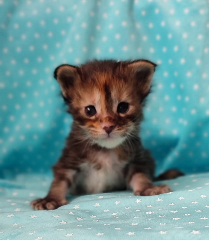Kioko Monterini - Kitten maine-coon 3 weeks