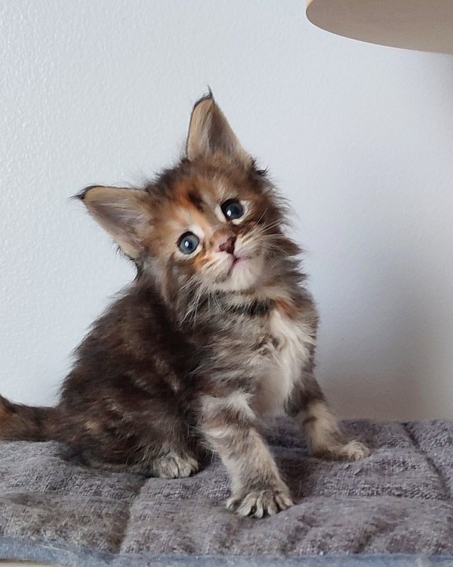 Kioko Monterini - Kitten maine-coon 1 month 0.5 weeks