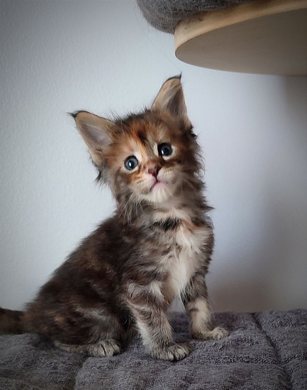 Kioko Monterini - Kitten maine-coon 1 month 0.5 weeks