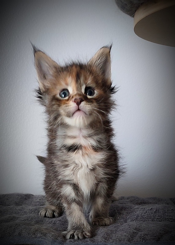 Kioko Monterini - Kitten maine-coon 1 month 0.5 weeks