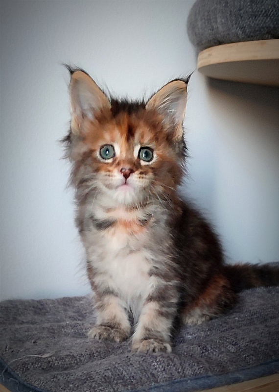Kioko Monterini - Kitten maine-coon 1 month 1 week