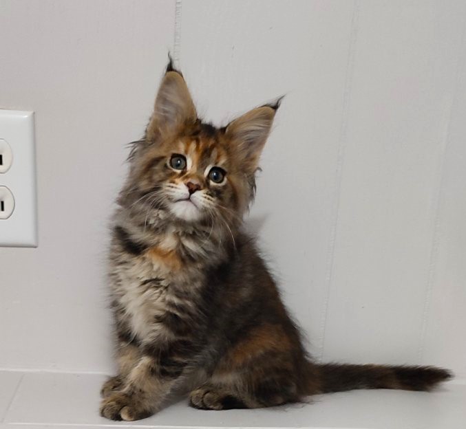 Kioko Monterini - Kitten maine-coon 2 months