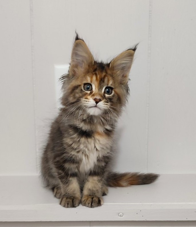 Kioko Monterini - Kitten maine-coon 2 months