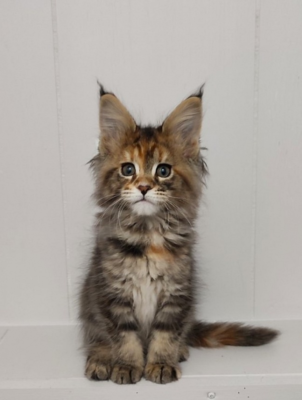 Kioko Monterini - Kitten maine-coon 2 months