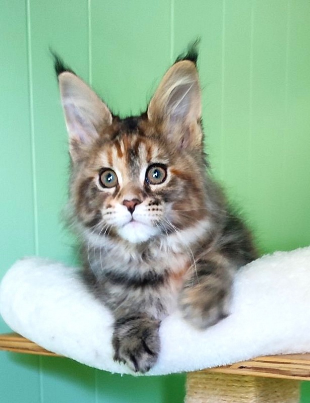 Kioko Monterini - Kitten maine-coon 2 months 1.5 week