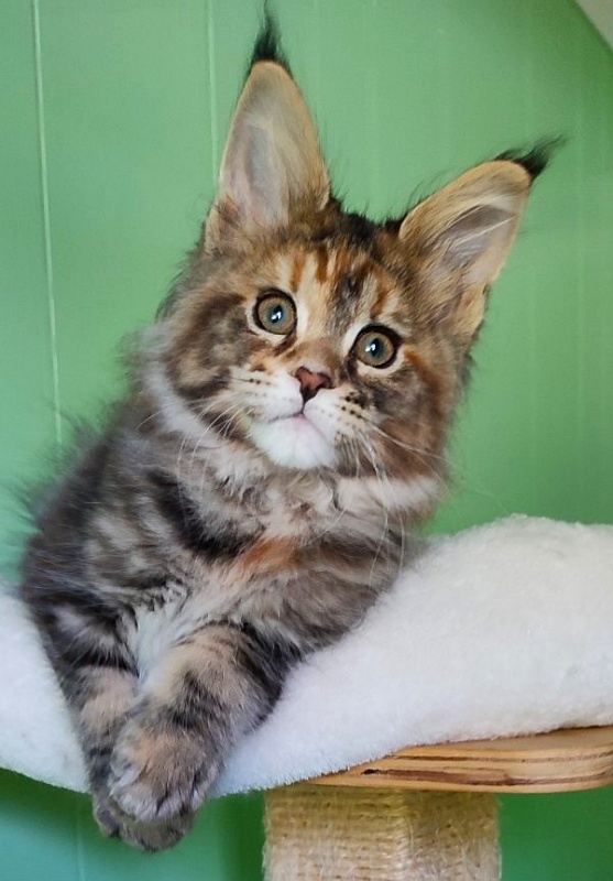 Kioko Monterini - Kitten maine-coon 2 months 1.5 week