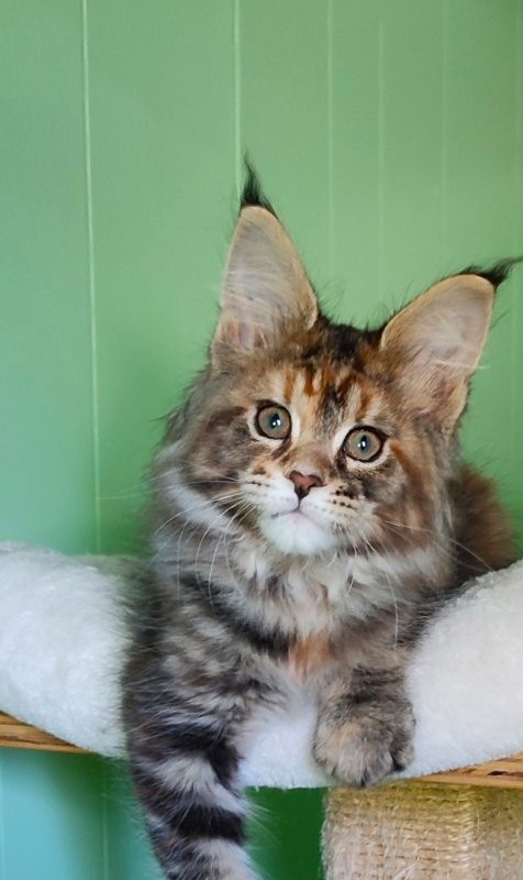 Kioko Monterini - Kitten maine-coon 2 months 1.5 week