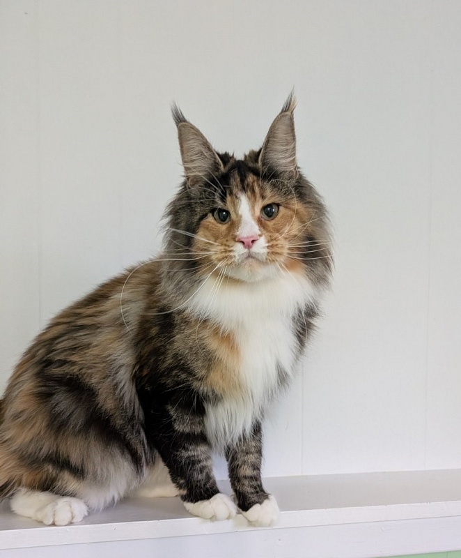 Lexxa Monterini*UA - Adult maine-coon 1 year 7 months 3 weeks