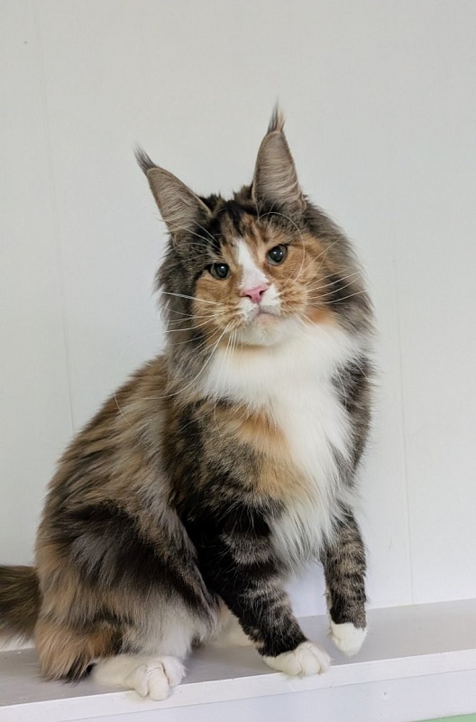 Lexxa Monterini*UA - Adult maine-coon 1 year 7 months 3 weeks