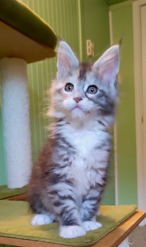 Lissa  Monterini - Kitten maine-coon 2 months