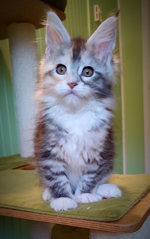 Lissa  Monterini - Kitten maine-coon 2 months