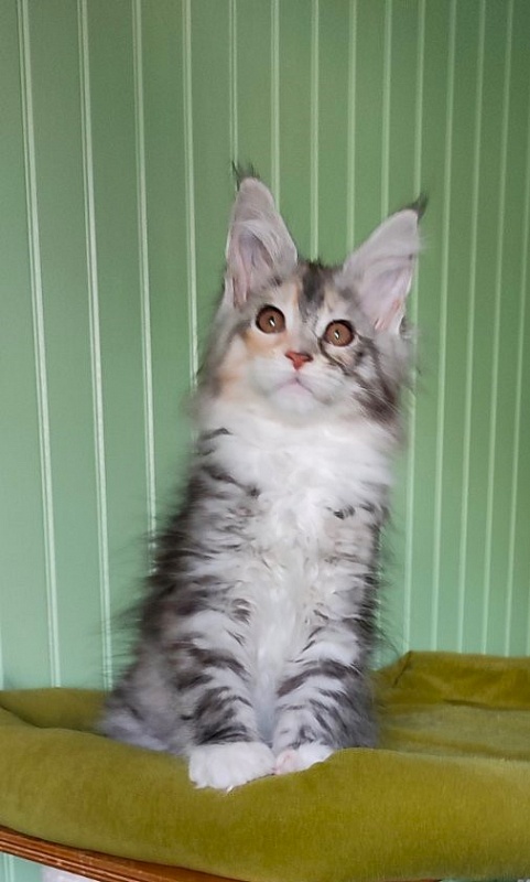 Lissa  Monterini - Kitten maine-coon 2 months 2 weeks