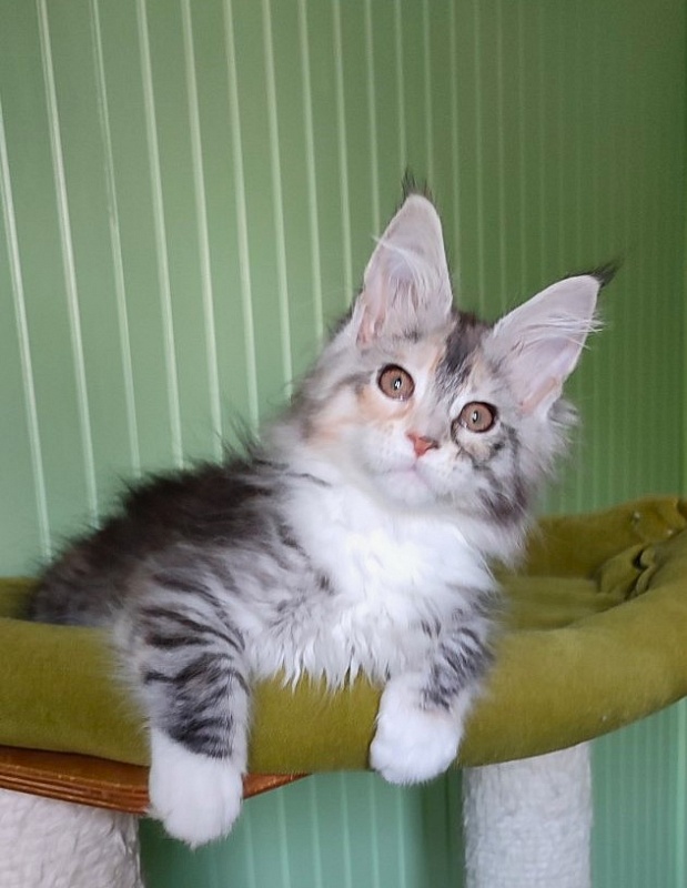 Lissa  Monterini - Kitten maine-coon 2 months 2 weeks