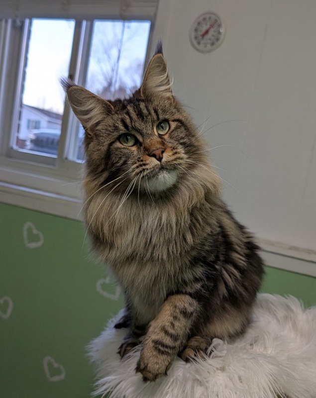 Moriconna Monterini - Adult maine-coon 1 year 7 months 2 weeks