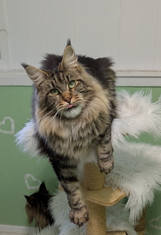 Moriconna Monterini - Adult maine-coon 1 year 7 months 2 weeks