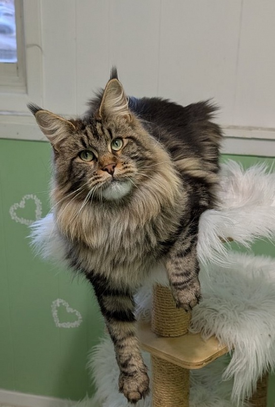 Moriconna Monterini - Adult maine-coon 1 year 7 months 2 weeks