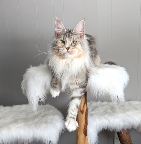 Manissa Monterini - Adult maine-coon 1 year 9 months 3.5 weeks