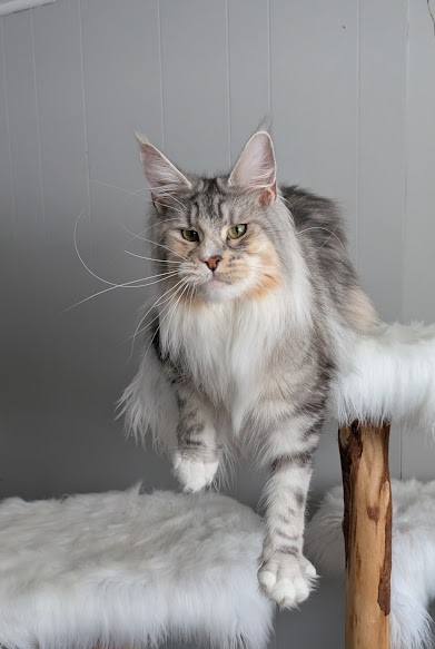 Manissa Monterini - Adult maine-coon 1 year 9 months 3.5 weeks