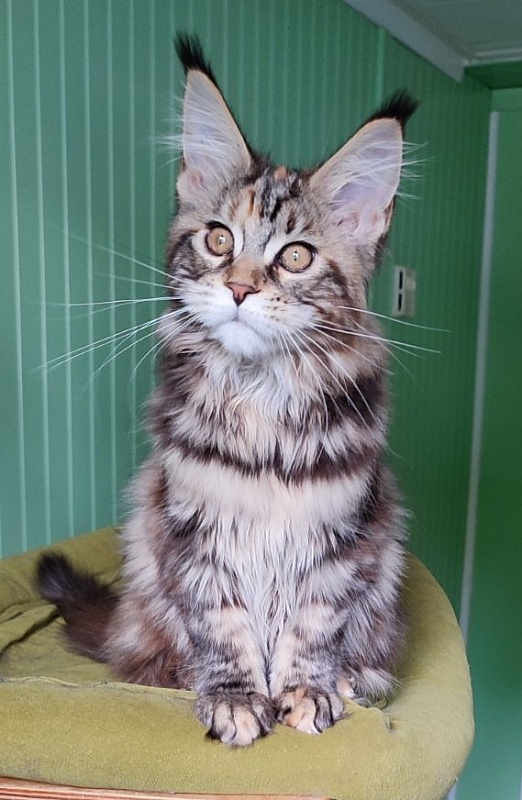 Olvia Monterini - Kitten maine-coon 3 months 3 weeks