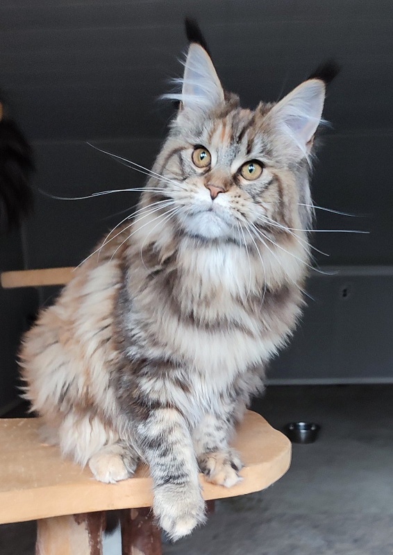 Olvia Monterini - Kitten maine-coon 5 months 2 weeks
