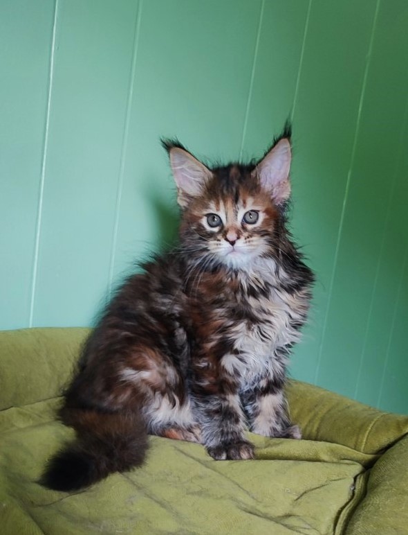 Oreira Monterini - Кошеня мейн-кун 1 місяць 3,5 тижні