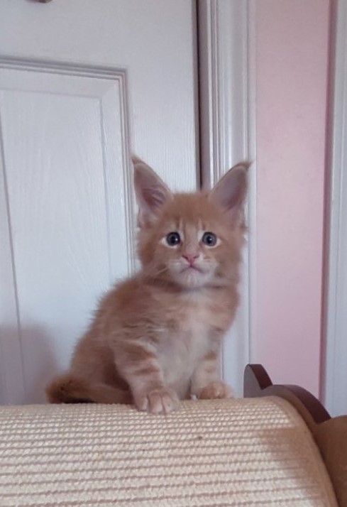 Pancake Monterini - Kitten maine-coon 1 month 0.5 weeks
