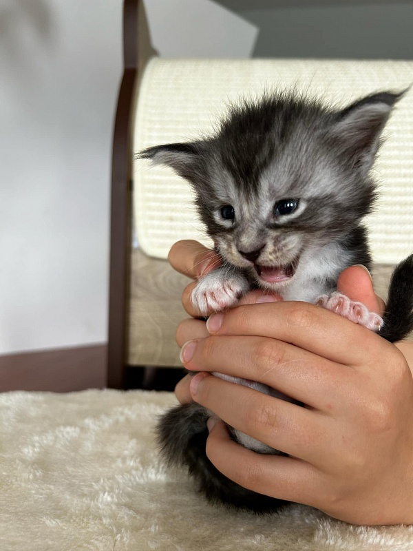 Qatar Monterini - Kitten maine-coon 3.5 weeks