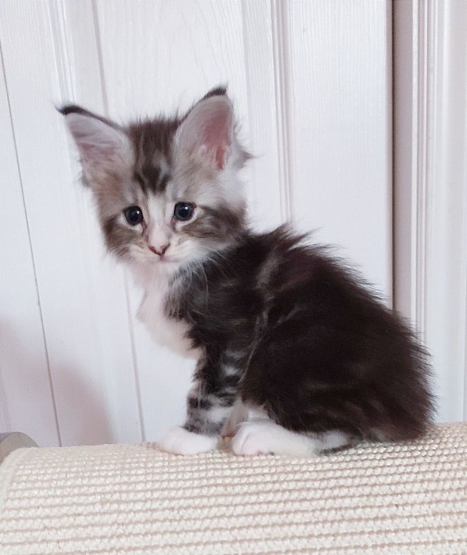 Q-tip Monterini - Kitten maine-coon 1 month 0.5 weeks
