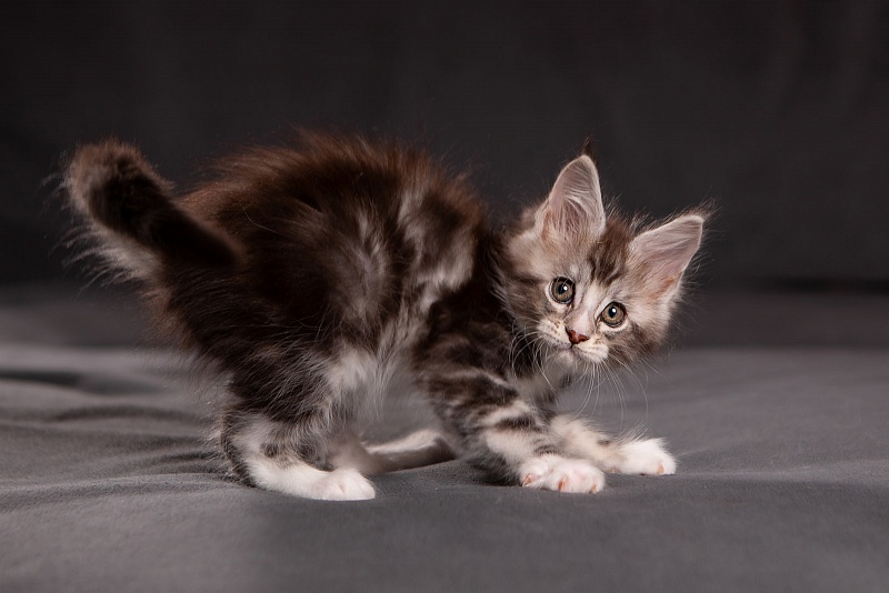Q-tip Monterini - Kitten maine-coon 1 month 3.5 weeks