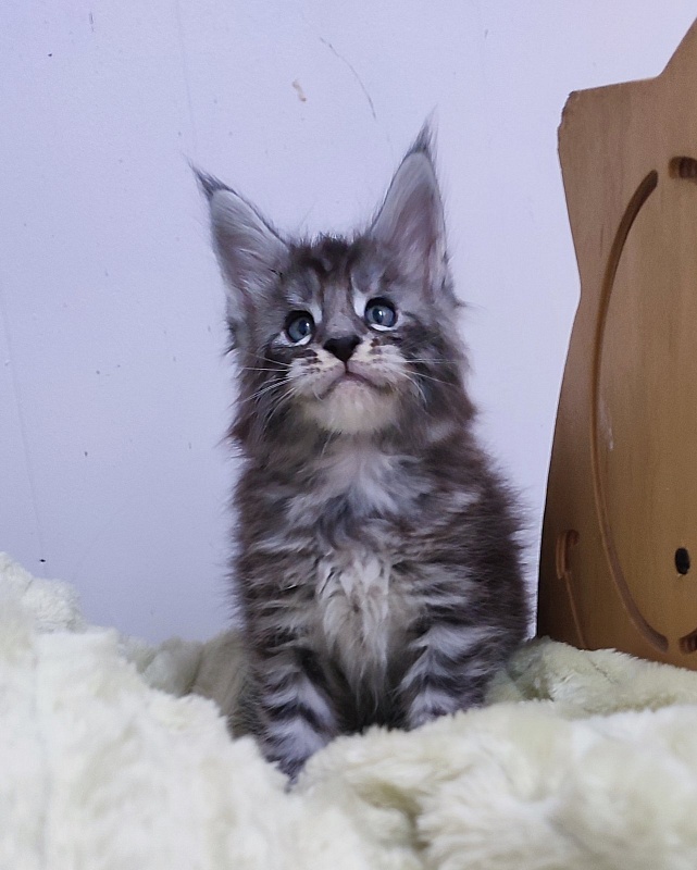 Sassy but classy Monterini - Кошеня мейн-кун 1 місяць 0,5 тижнів