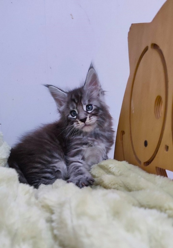 Sassy but classy Monterini - Кошеня мейн-кун 1 місяць 0,5 тижнів