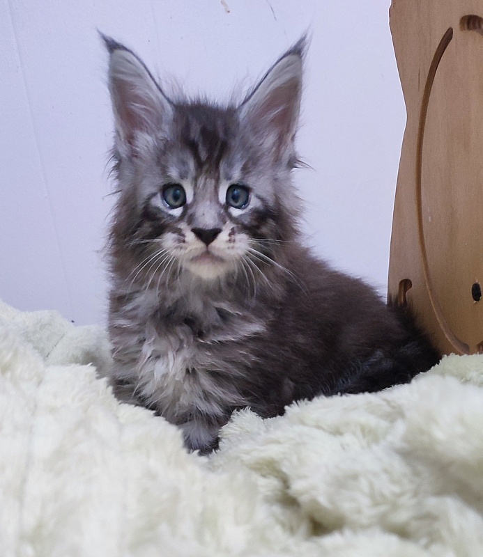 Sassy but classy Monterini - Кошеня мейн-кун 1 місяць 0,5 тижнів