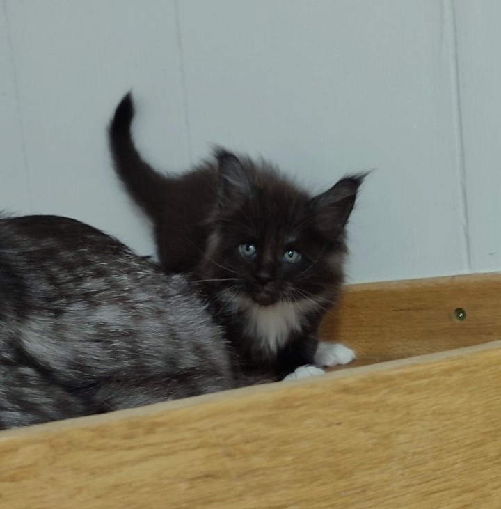 Solo Monterini - Kitten maine-coon 1 month