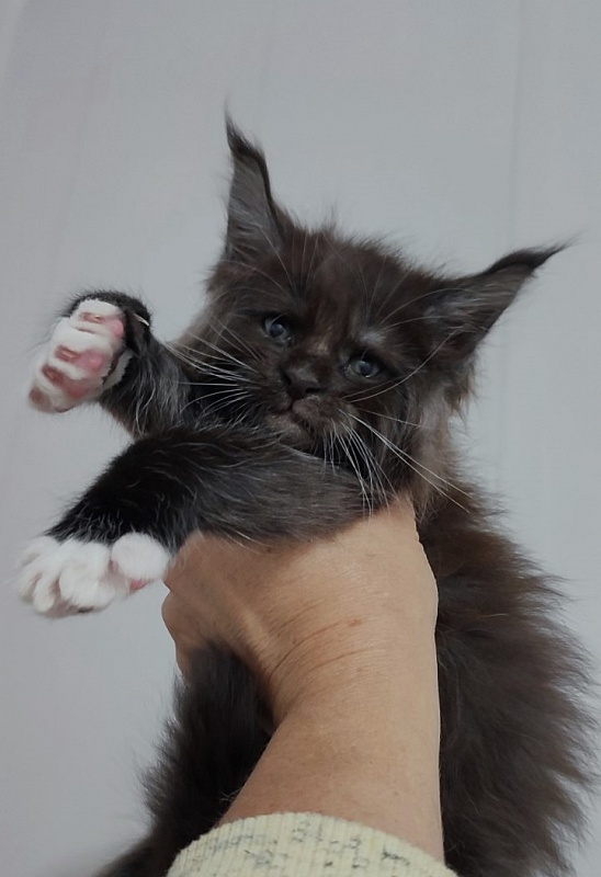 Solo Monterini - Kitten maine-coon 1 month