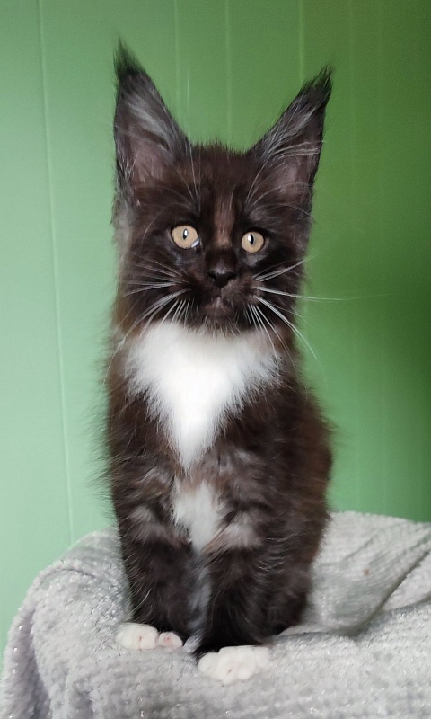 Solo Monterini - Kitten maine-coon 1 month 3 weeks