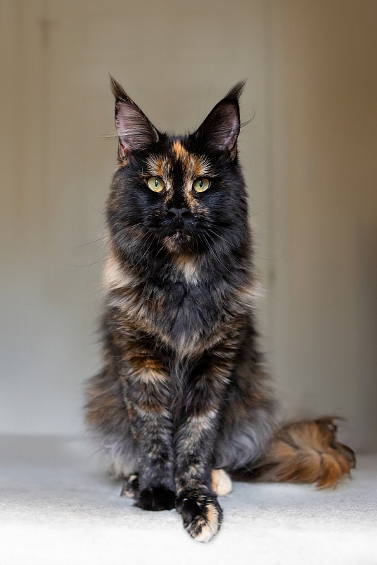 Tessa Monterini - Adult maine-coon 1 year 1 month