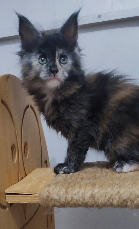 Tarantina Monterini - Kitten maine-coon 1 month 2.5 weeks