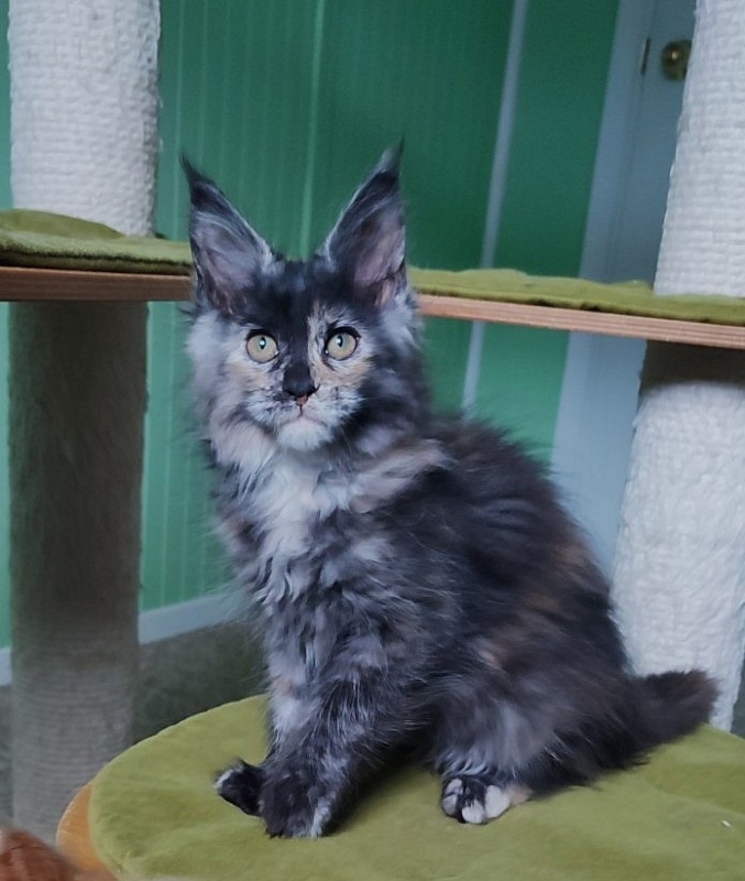 Tarantina Monterini - Kitten maine-coon 2 months 3 weeks