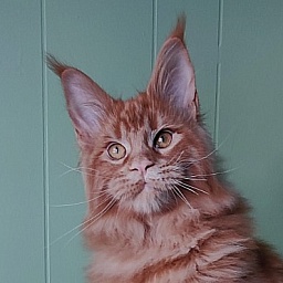 Tiger Monterini