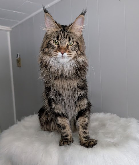 Umber Monterini - Adult maine-coon 1 year 3 weeks