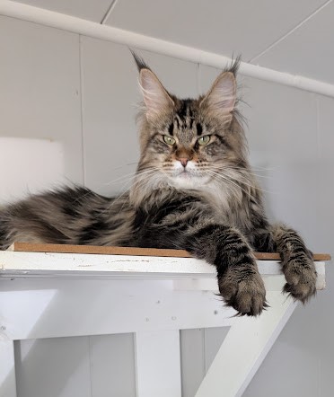 Umber Monterini - Adult maine-coon 1 year 6 months 1 week