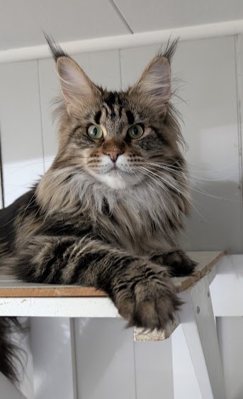 Umber Monterini - Adult maine-coon 1 year 6 months 1 week