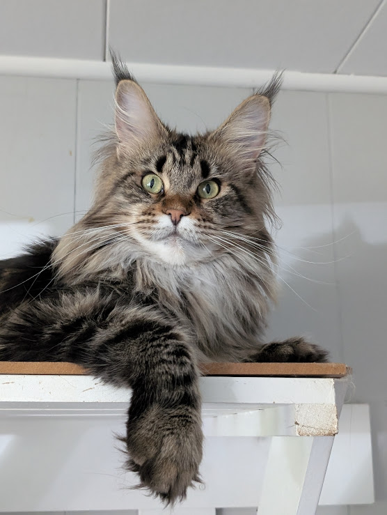 Umber Monterini - Adult maine-coon 1 year 6 months 1 week